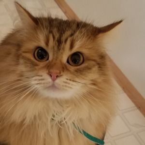 Meet your Posher, Tina